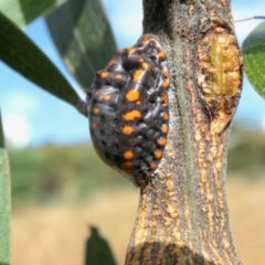 Icerya acaciae (Acacia mealy bug) at Rugosa at Yass River - 14 Jan 2022 by SenexRugosus