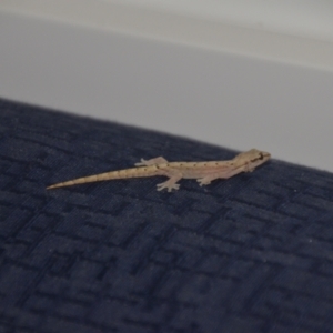 Hemidactylus frenatus at Coral Sea, QLD - 26 Mar 2021 01:43 PM