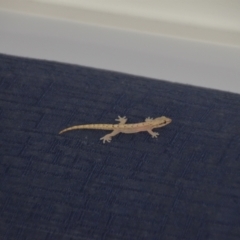Hemidactylus frenatus at Coral Sea, QLD - 26 Mar 2021 01:43 PM