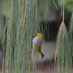 Zosterops lateralis (Silvereye) at Coral Sea, QLD - 30 Jun 2018 by natureguy