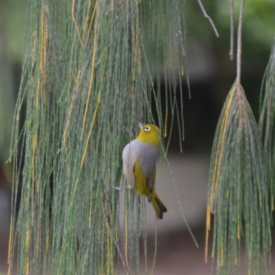 Zosterops lateralis (Silvereye) at Coral Sea, QLD - 30 Jun 2018 by natureguy