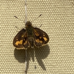 Ocybadistes walkeri (Green Grass-dart) at QPRC LGA - 15 Jan 2022 by Steve_Bok