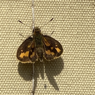 Ocybadistes walkeri (Green Grass-dart) at Jerrabomberra, NSW - 15 Jan 2022 by SteveBorkowskis