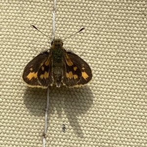 Ocybadistes walkeri at Jerrabomberra, NSW - 15 Jan 2022