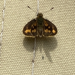 Ocybadistes walkeri at Jerrabomberra, NSW - 15 Jan 2022