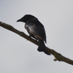 Dicrurus bracteatus (Spangled Drongo) at Coral Sea, QLD - 2 Jul 2018 by natureguy