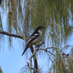 Lalage leucomela (Varied Triller) at Coral Sea, QLD - 2 Jul 2018 by natureguy