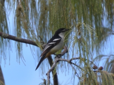 Lalage leucomela (Varied Triller) at Coral Sea, QLD - 2 Jul 2018 by natureguy