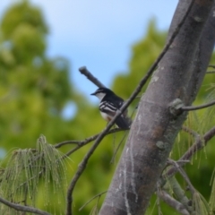 Lalage leucomela at Coral Sea, QLD - 2 Jul 2018 02:19 PM