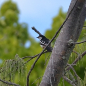 Lalage leucomela at Coral Sea, QLD - 2 Jul 2018