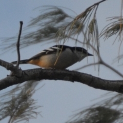 Lalage leucomela at Coral Sea, QLD - 2 Jul 2018