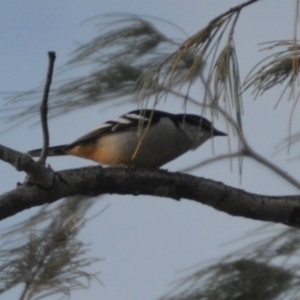 Lalage leucomela at Coral Sea, QLD - 2 Jul 2018 02:19 PM