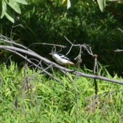 Lalage leucomela at Coral Sea, QLD - 2 Jul 2018