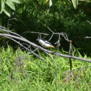 Lalage leucomela at Coral Sea, QLD - 2 Jul 2018 02:19 PM