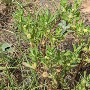 Centipeda cunninghamii at Throsby, ACT - 15 Jan 2022