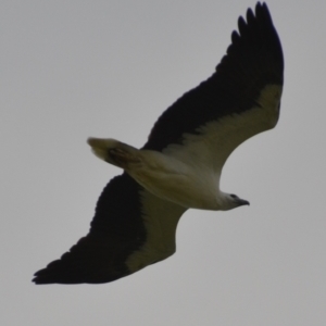 Haliaeetus leucogaster at Coral Sea, QLD - 1 Jul 2018