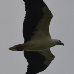 Haliaeetus leucogaster at Coral Sea, QLD - 1 Jul 2018