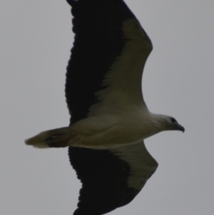 Haliaeetus leucogaster at Coral Sea, QLD - 1 Jul 2018 07:49 PM