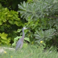 Egretta novaehollandiae (White-faced Heron) at Coral Sea, QLD - 2 Jul 2018 by natureguy