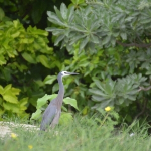 Egretta novaehollandiae at Coral Sea, QLD - 2 Jul 2018