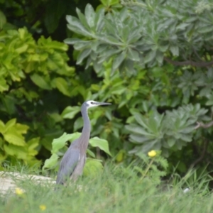 Egretta novaehollandiae (White-faced Heron) at Bogie, QLD by natureguy