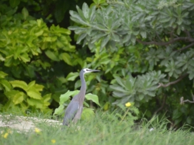 Egretta novaehollandiae (White-faced Heron) at Coral Sea, QLD - 2 Jul 2018 by natureguy