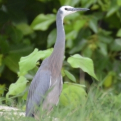 Egretta novaehollandiae at Coral Sea, QLD - 2 Jul 2018 02:07 PM