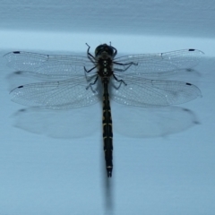 Hemicordulia australiae (Australian Emerald) at McKellar, ACT - 15 Jan 2022 by Amata