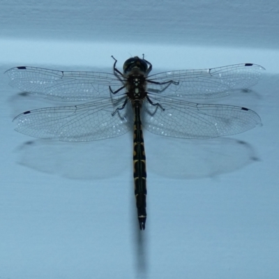 Hemicordulia australiae (Australian Emerald) at McKellar, ACT - 15 Jan 2022 by Birdy