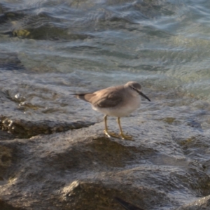 Tringa brevipes at Coral Sea, QLD - 12 Apr 2019