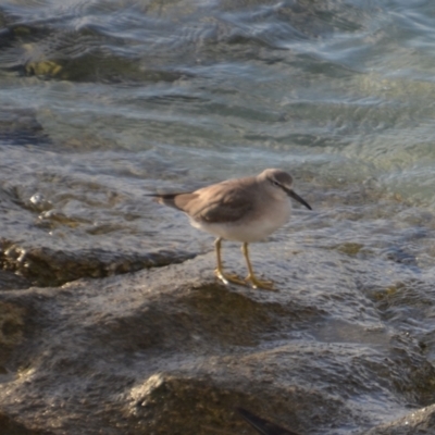 Tringa brevipes (Grey-tailed Tattler) at Coral Sea, QLD - 12 Apr 2019 by natureguy