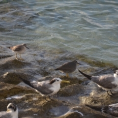 Tringa brevipes at Coral Sea, QLD - 12 Apr 2019