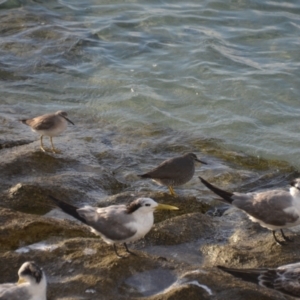 Tringa brevipes at Coral Sea, QLD - 12 Apr 2019