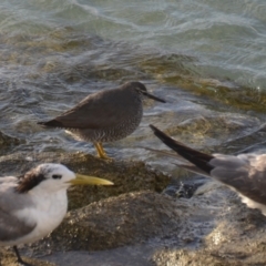 Tringa incana (Wandering Tattler) at Coral Sea, QLD - 12 Apr 2019 by natureguy