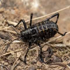 Acripeza reticulata (Mountain Katydid) at Uriarra, NSW - 13 Jan 2022 by SWishart