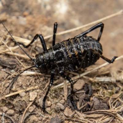 Acripeza reticulata (Mountain Katydid) at Brindabella National Park - 13 Jan 2022 by SWishart