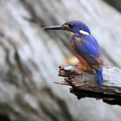 Ceyx azureus (Azure Kingfisher) at Albury - 15 Jan 2022 by KylieWaldon