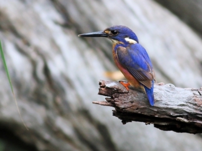 Ceyx azureus (Azure Kingfisher) at Splitters Creek, NSW - 15 Jan 2022 by KylieWaldon