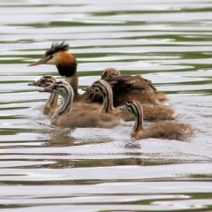 Podiceps cristatus (Great Crested Grebe) at Albury - 14 Jan 2022 by KylieWaldon