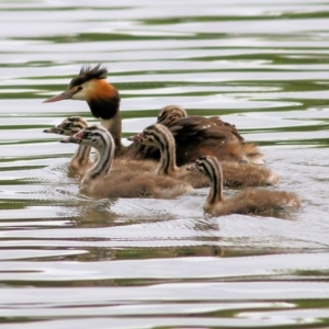 Podiceps cristatus at Splitters Creek, NSW - 15 Jan 2022 08:07 AM