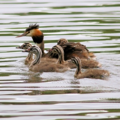 Podiceps cristatus (Great Crested Grebe) at Splitters Creek, NSW - 15 Jan 2022 by KylieWaldon