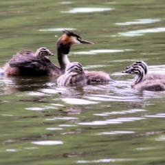 Podiceps cristatus at Splitters Creek, NSW - 15 Jan 2022 08:07 AM