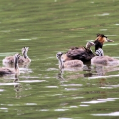 Podiceps cristatus at Splitters Creek, NSW - 15 Jan 2022 08:07 AM