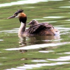 Podiceps cristatus at Splitters Creek, NSW - 15 Jan 2022