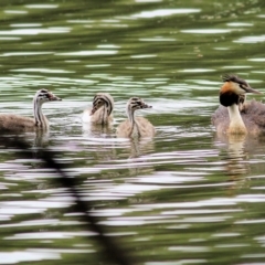 Podiceps cristatus at Splitters Creek, NSW - 15 Jan 2022 08:07 AM