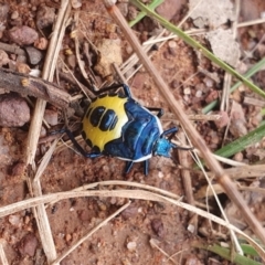 Commius elegans (Cherry Ballart Shield Bug) at Hackett, ACT - 15 Jan 2022 by Dollie