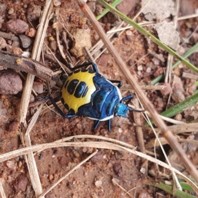 Commius elegans (Cherry Ballart Shield Bug) at Mount Majura - 15 Jan 2022 by Dollie