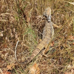 Pogona barbata at Watson, ACT - 15 Jan 2022