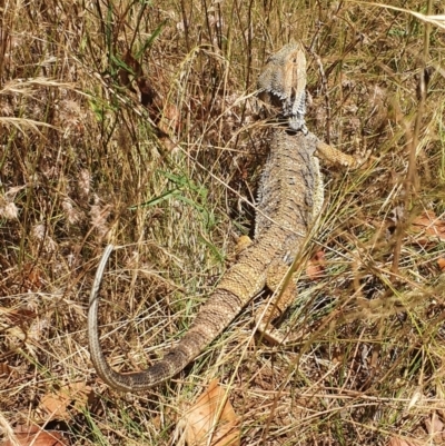 Pogona barbata (Eastern Bearded Dragon) at Mount Majura - 15 Jan 2022 by Dollie