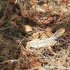 Pogona barbata at Watson, ACT - 15 Jan 2022